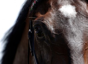 getty_kuvitushevonen